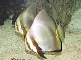 Gelbflossen-Fledermausfisch