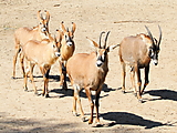 Antilopes rouannes