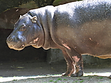 Hippopotame nain