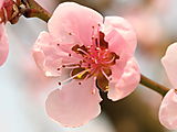 Fleur d'abricotier
