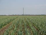 Field with onions