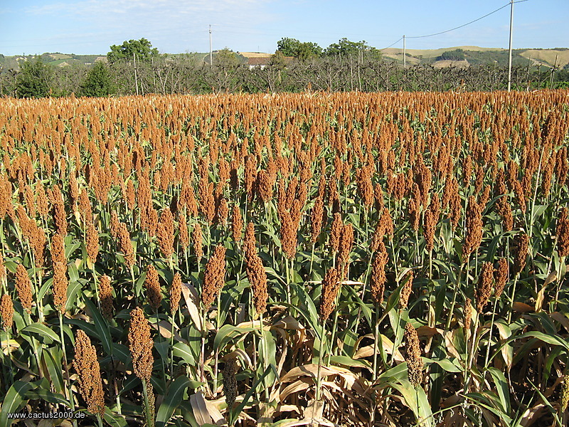 Millet field