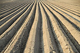 Potato field after the sowing