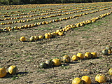 Pumkin harvest