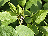 Soya bean plant (soybean)