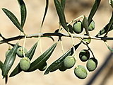 Gruene Oliven