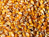 Grains of maize (corn)