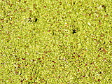 Common duckweed