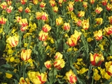 Rotgelbe Tulpen