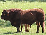 Braunvieh bull