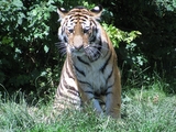 Junger Sibirischer Tiger (fast ein Jahr alt)