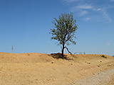Baum bei Sádaba