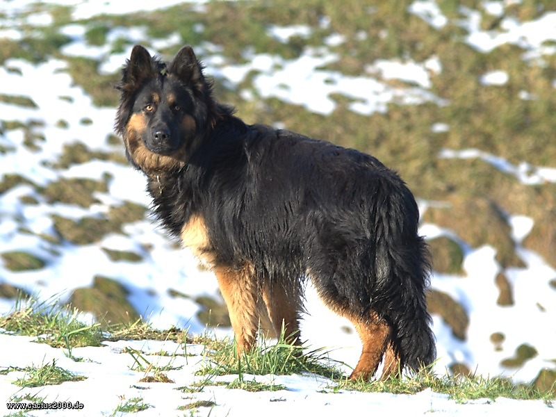 Old German Shepherd Dog