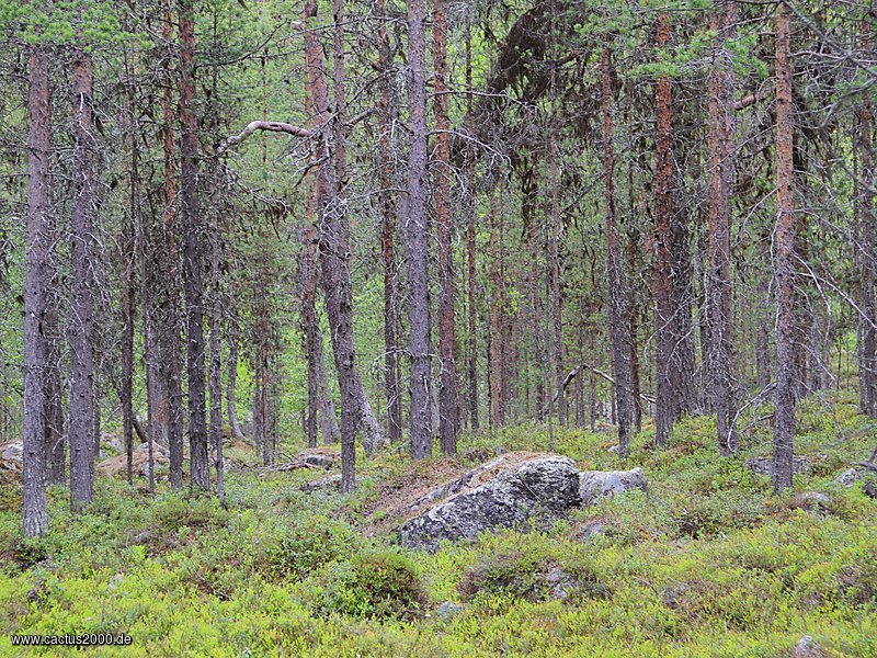 Kiefernwald in Lappland