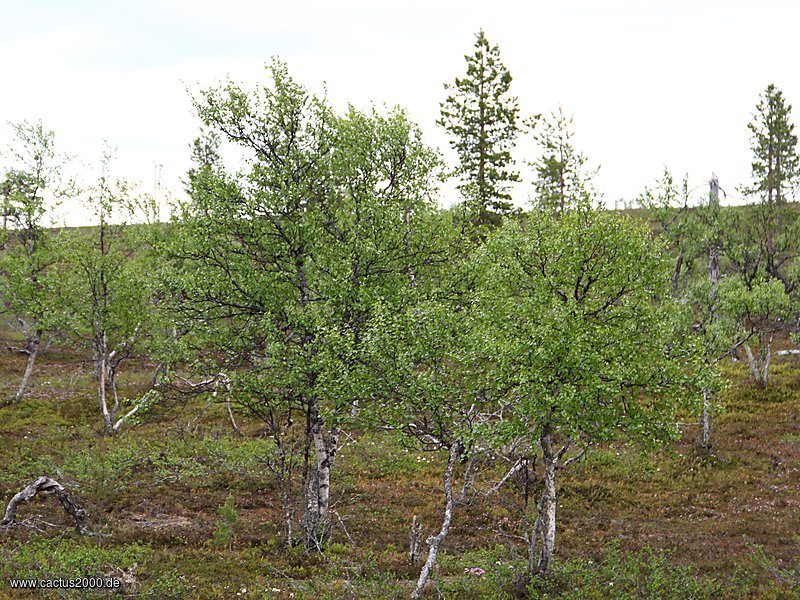 Birken in Lappland