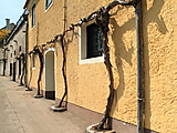 Kellergasse with grapes